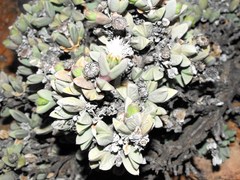 Schlechteranthus albiflorus