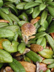 Oldenburgia intermedia