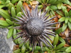 Oldenburgia intermedia