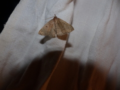 Zanclognatha zelleralis