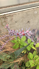 Gibbiflorae