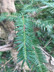Torreya nucifera