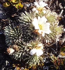 Celmisia sessiliflora