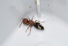 Mutilla quinquemaculata