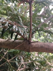 Torreya nucifera