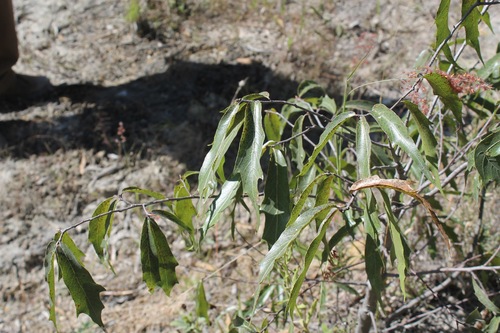 Sonoran oak (Quercus viminea)