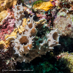 Callyspongia armigera