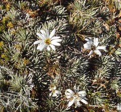 Celmisia sessiliflora
