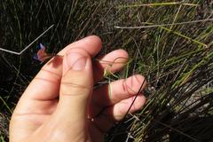 Lotononis filiformis