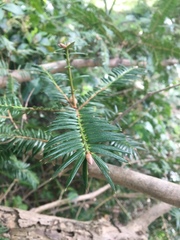 Torreya nucifera
