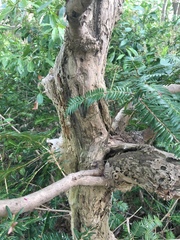 Torreya nucifera