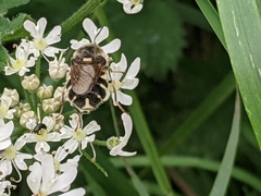 Stratiomys singularior