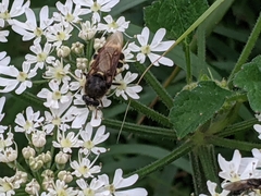 Stratiomys singularior