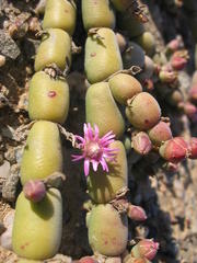 Mesembryanthemum dinteri