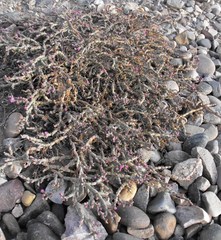 Mesembryanthemum dinteri