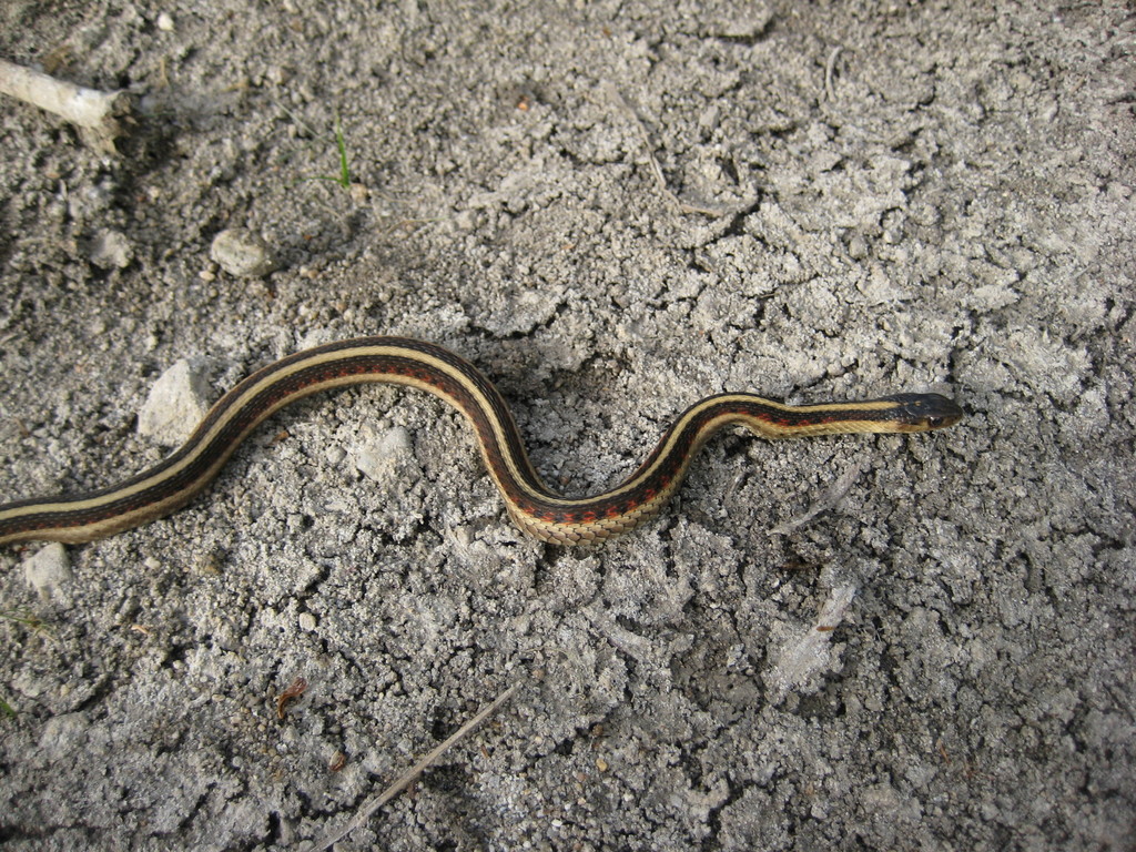 California Red-sided Garter Snake