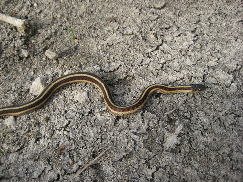 California Red-sided Garter Snake photographed in California
