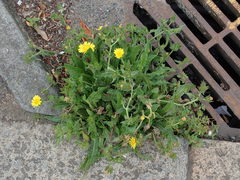 Helminthotheca echioides