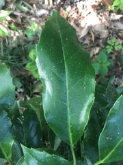 Tracheophyta