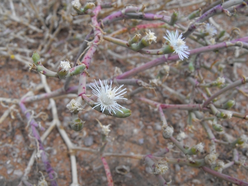 Psilocaulon subnodosum