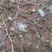Mesembryanthemum subnodosum - Photo (c) pietermier,  זכויות יוצרים חלקיות (CC BY-NC)