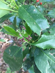 Tracheophyta