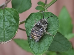 Anthophora marginata