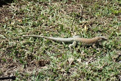 Pholidoscelis plei