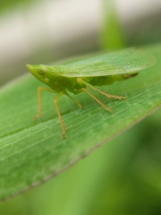 Rhynchomitra lingula