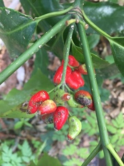 Tracheophyta