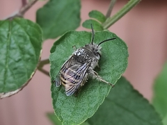 Anthophora marginata