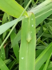 Rhynchomitra lingula