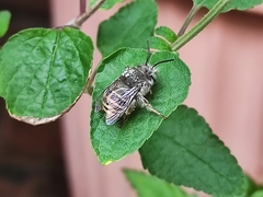 Anthophora marginata