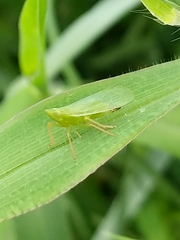 Rhynchomitra lingula