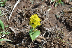 Eriospermum corymbosum
