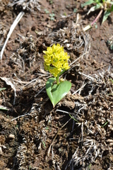 Eriospermum corymbosum