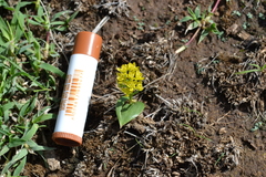 Eriospermum corymbosum