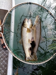 Luciobarbus albanicus