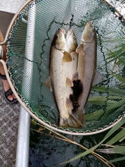 Luciobarbus albanicus