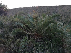 Encephalartos trispinosus