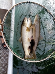 Luciobarbus albanicus