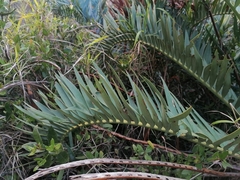 Encephalartos trispinosus