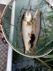 Luciobarbus albanicus