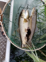 Luciobarbus albanicus