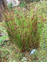 Schoenus nigricans