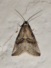 Zebeeba falsalis