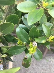 Ilex integra