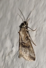 Zebeeba falsalis