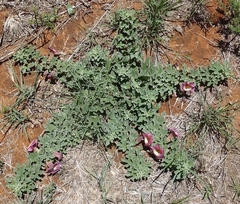 Harpagophytum procumbens