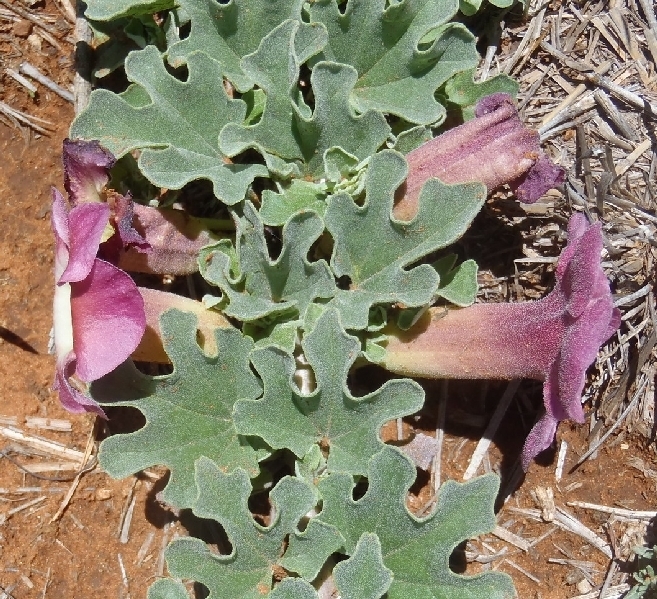 Kalahari Devilclaw (Harpagophytum procumbens) · iNaturalist
